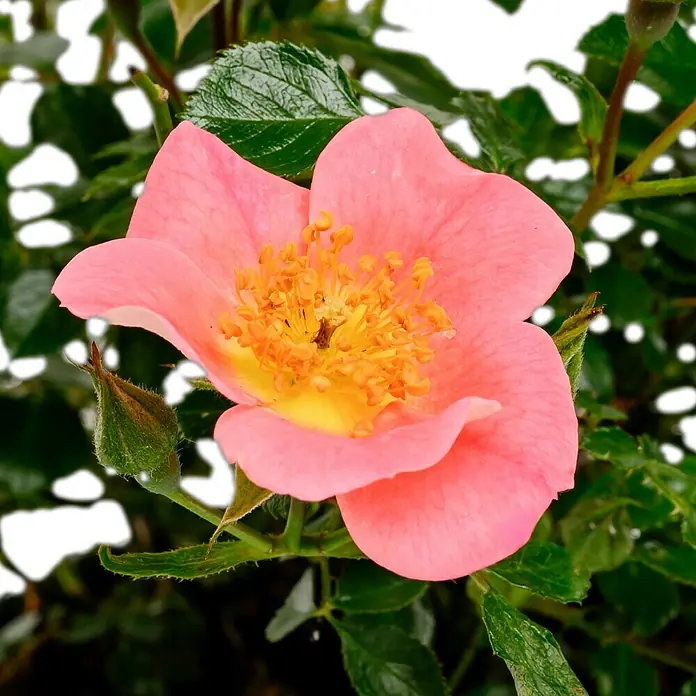 Bodendeckerrose - Rosa 'Topolina' -R- ADR, Topfvolumen: 4,5 l, Rosa - Nahaufnahme einer rosa Blüte mit gelber Mitte, umgeben von grünen Blättern, die die Schönheit der Natur hervorhebt.