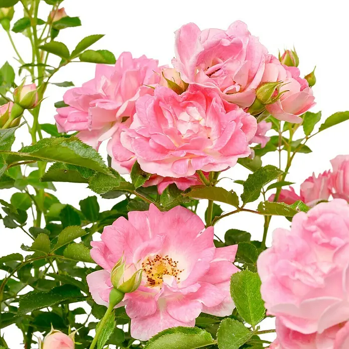 Minirose - Rosa 'Flirt 2011' ® ADR, Hellrosa - Nahaufnahme einer Gruppe zarter rosa Rosenblüten, umgeben von grünen Blättern auf einem weißen Hintergrund.