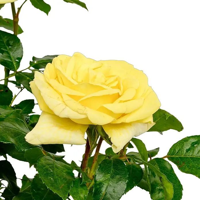 Edelrose - Rosa 'Limona' ® ADR, Gelb - Nahaufnahme einer leuchtend gelben Rose mit grünen Blättern, die die Schönheit und Ruhe der Natur hervorhebt.