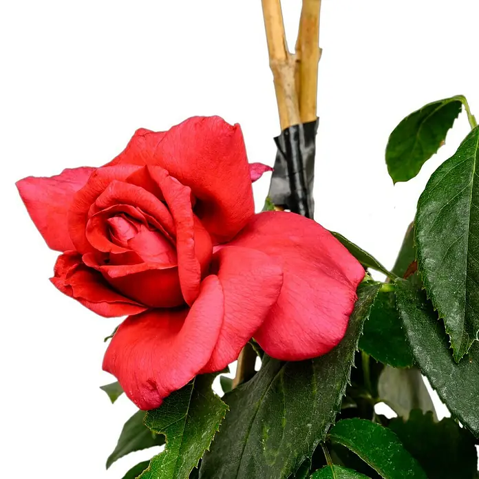 Edelrose - Rosa 'Harald Wohlfahrt', Dunkelrot - Nahaufnahme einer roten Rose mit grünen Blättern und einem Stützstab. Die Rose steht im Fokus vor einem schwarzen Hintergrund.