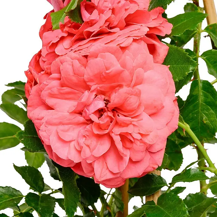 Kletterrose - Rosa 'Rosarium Uetersen' -R-, Kräftig Rosa - Nahaufnahme von zwei opulenten, korallenfarbenen Rosenblüten mit üppigem Grün, die eine romantische und elegante Atmosphäre vermitteln.