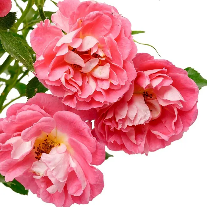 Minirose - Rosa 'Charmant' ®, Rosa - Nahaufnahme von drei zarten, rosa Rosenblüten mit cremefarbenen Akzenten, die ihre Schönheit und Detailgenauigkeit hervorheben.