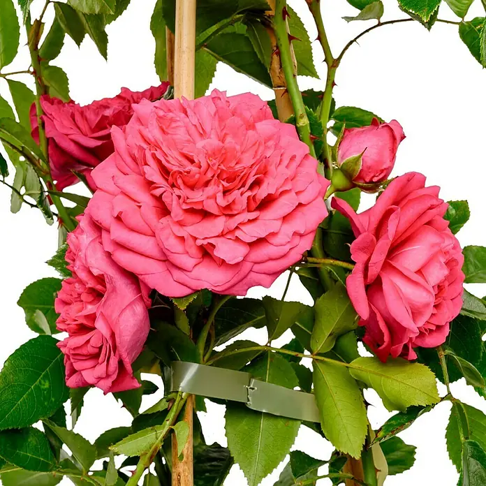 Kletterrose - Rosa 'Laguna' -R- ADR, Pink - Nahaufnahme einer leuchtend rosa Edelrose mit üppigen Blütenblättern und grünen Blättern, die an einem Bambusstab befestigt ist.