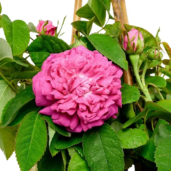 Strauchrose - Rosa 'Rose de Resht', Topfvolumen: 5,5 l, Leuchtend Rot - Nahaufnahme einer üppigen, pinkfarbenen Rose mit grünen Blättern. Die Rose ist voll erblüht und von Knospen umgeben.