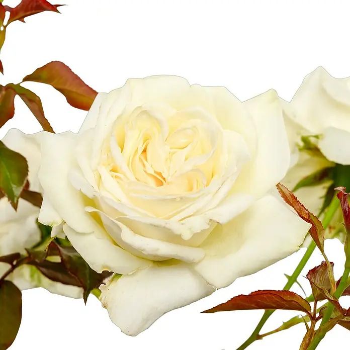 Edelrose - Rosa 'Roy Black' ®, Reinweiß - Nahaufnahme einer elfenbeinfarbenen Rose mit zarten Blütenblättern und grünen Blättern, die ihre sanfte Schönheit hervorheben.