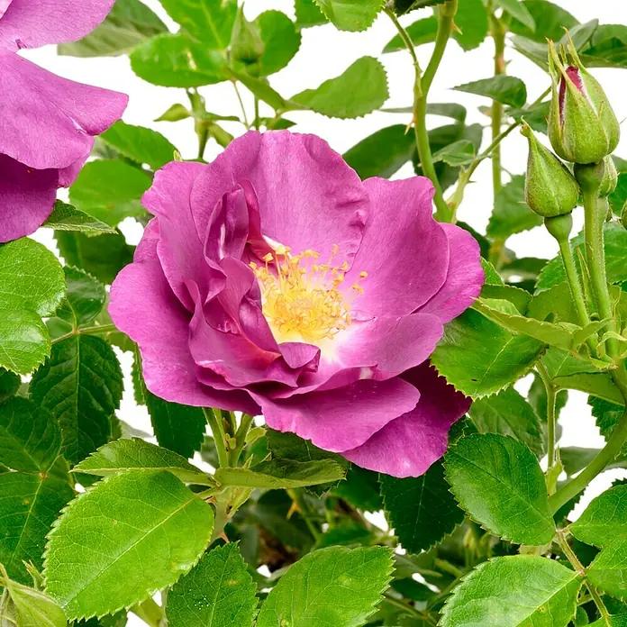 Beetrose - Rosa 'Rhapsody in Blue' ®, Purpurviolett - Nahaufnahme einer lila Rose mit gelben Staubgefäßen, umgeben von grünen Blättern und Knospen.