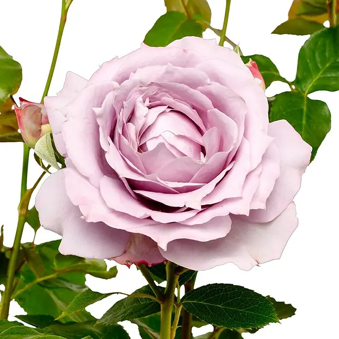 Beetrose - Rosa 'Novalis' ® ADR, Lavendel - Nahaufnahme einer zarten, lavendelfarbenen Rose mit komplexen Blütenblättern, umgeben von grünen Blättern, die die natürliche Schönheit der Blume hervorheben.