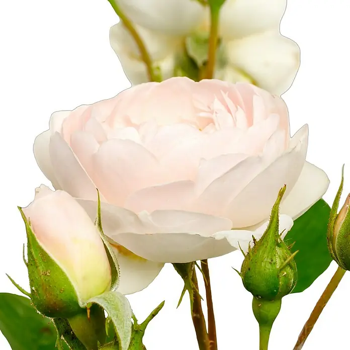Strauchrose - Rosa 'Desdemona' -R-, Topfvolumen: 5,5 l, Cremeweiß - Nahaufnahme einer zartrosa Rose in voller Blüte, umgeben von Knospen. Die Rose zeigt ihre filigranen Blütenblätter vor dunklem Hintergrund.
