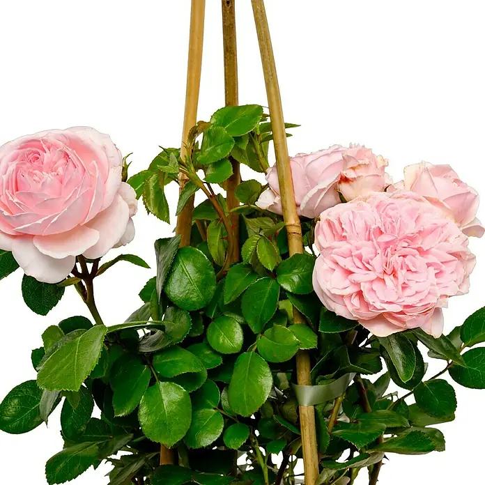 Strauchrose - Rosa 'Cinderella' -R-, Topfvolumen: 5,5 l, Zartrosa - Zarte, rosa Rosenblüten an einem Rosenstrauch mit grünen Blättern und Bambusstützen, ein eleganter Blickfang für jeden Garten.