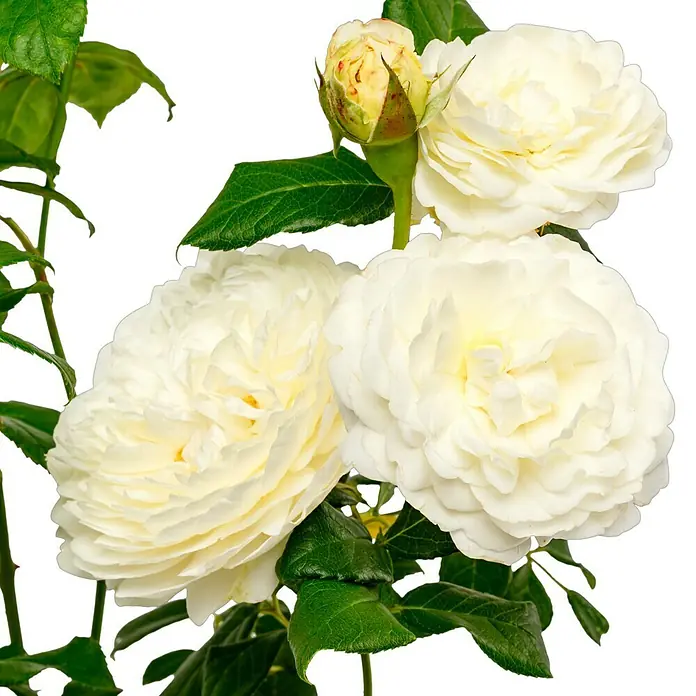 Strauchrose - Rosa 'Claire Austin' -R-, Topfvolumen: 5,5 l, Weiß - Nahaufnahme von drei duftenden weißen Rosenblüten mit grünen Blättern und einem gelben Rosenknospen vor einem dunklen Hintergrund.
