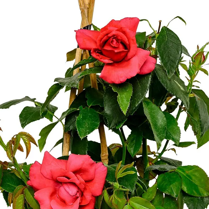 Edelrose - Rosa 'Harald Wohlfahrt', Dunkelrot - Ein Bild von zwei roten Rosenblüten an einem Bambusgerüst, umgeben von grünen Blättern, vor einem unscharfen, dunklen Hintergrund.