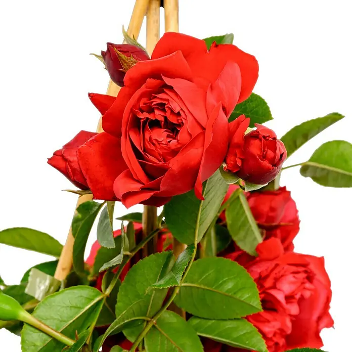 Kletterrose - Rosa 'Florentina' -R- ADR, Rot - Ein Nahaufnahme von strahlend roten Rosen, die auf einer Holzkonstruktion klettern und deren Schönheit und Eleganz betont.