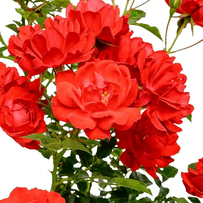 Bodendeckerrose - Rosa 'Limesglut' -R-, Topfvolumen: 4,5 l, Blutrot - Ein üppiges Arrangement leuchtend roter Rosenblüten, die ihre samtigen Blütenblätter in einer lebhaften und anmutigen Darstellung entfalten.