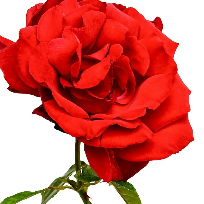 Strauchrose - Rosa 'Grandhotel' -R-, Topfvolumen: 5,5 l, Blutrot - Nahaufnahme einer leuchtend roten Rose mit samtigen Blütenblättern und grünen Blättern vor einem dunklen Hintergrund.