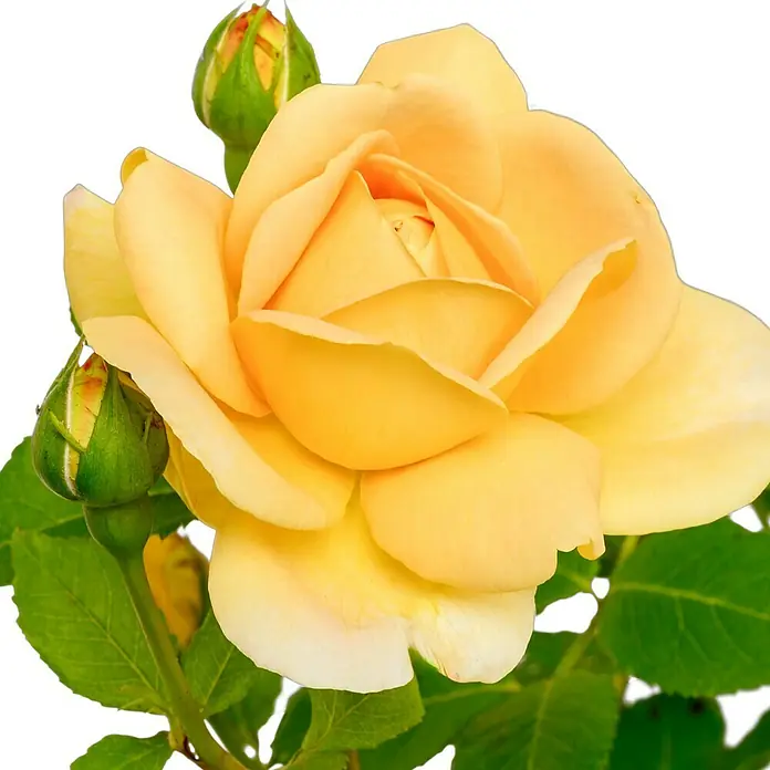 Strauchrose - Rosa 'Golden Celebration' -R-, Topfvolumen: 5,5 l, Goldgelb - Nahaufnahme einer gelben Rose mit Knospen und grünen Blättern vor einem schwarzen Hintergrund.