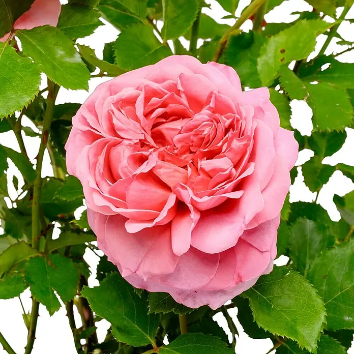 Strauchrose - Rosa 'Princss.Alexandra of Kent' -R-, Topfvolumen: 5,5 l, Zartrosa - Nahaufnahme einer wunderschönen, rosa Rose mit üppigen Blütenblättern, umgeben von grünen Blättern.