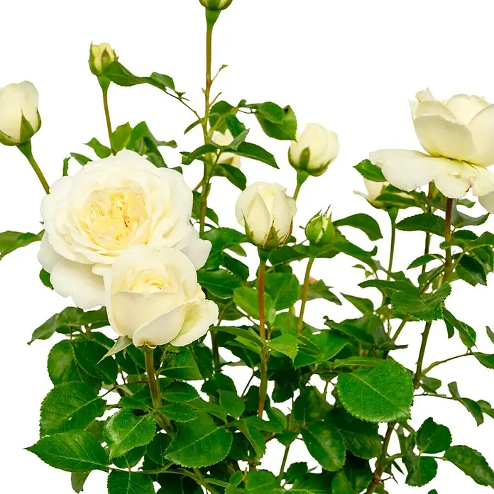 Strauchrose - Rosa 'Tranquillity' -R-, Topfvolumen: 5,5 l, Weiß - Nahaufnahme einer Rose mit cremefarbenen Blütenblättern und grünen Blättern vor einem weißen Hintergrund.