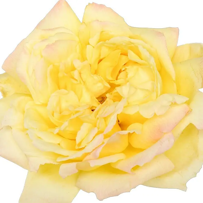 Edelrose - Rosa 'Gloria Dei, Peace', Gelb/Rosa - Nahaufnahme einer gelben Rose mit zarten, hellrosa Akzenten an den Blütenblättern. Perfekt für liebevolle Botschaften.