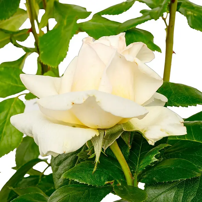 Edelrose - Rosa 'Anastasia' ADR, Apricot-Creme - Eine elegante weiße Rose in voller Blüte, umgeben von üppigem Grün. Perfekt für jeden Anlass, strahlt sie Reinheit und Schönheit aus.
