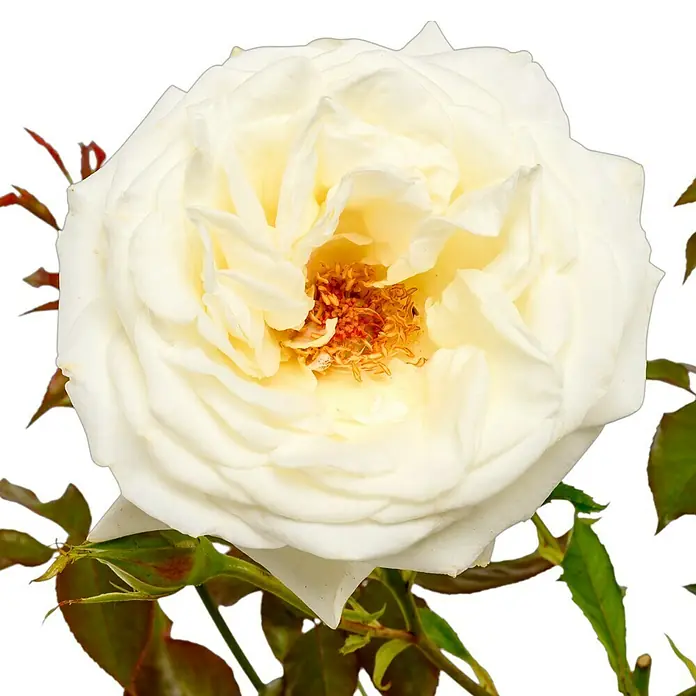 Edelrose - Rosa 'Roy Black' ®, Reinweiß - Nahaufnahme einer eleganten, cremefarbenen Rose mit zarten Blütenblättern und leuchtend gelben Staubgefäßen, umgeben von grünen Blättern.
