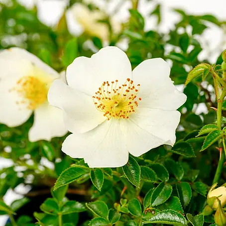 Minirose