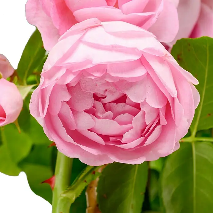 Kletterrose - Rosa 'Jasmina' -R- ADR, Violett-Rosa - Nahaufnahme einer rosa Rose mit zarten Blütenblättern und grünen Blättern im Hintergrund, die ihre natürliche Schönheit hervorhebt.
