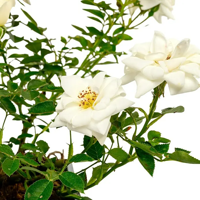 Bodendeckerrose - Rosa 'Kent' -R-, Topfvolumen: 4,5 l, Reinweiß - Nahaufnahme einer Topfpflanze mit weißen Rosenblüten und grünen Blättern vor einem weißen Hintergrund.