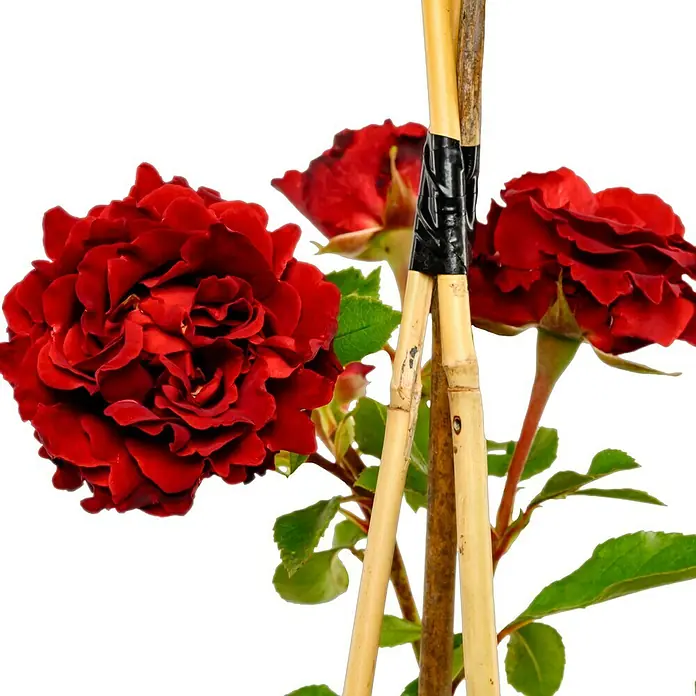 Beetrose - Rosa 'Heinz Winkler' ®, Dunkelrot - Ein atemberaubendes Bild einer roten Rose mit komplizierten Blütenblättern, die an einem hölzernen Pflanzenstützstab befestigt ist.