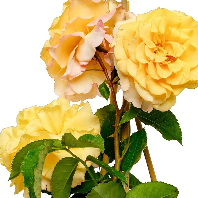 Edelrose - Rosa 'Sunny Sky' ® ADR, Gelb - Strahlende gelbe Rosenblüten in voller Pracht, ein Blickfang für jeden Gartenliebhaber, der die Schönheit der Natur schätzt.