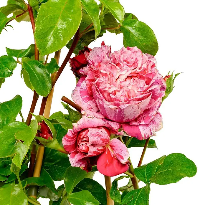 Kletterrose - Rosa 'Colibri' -R- Farbfestival -R-, Rot/Weiß - Nahaufnahme einer rosafarbenen, gefleckten Rose mit grünen Blättern, die die Schönheit der Natur hervorhebt.