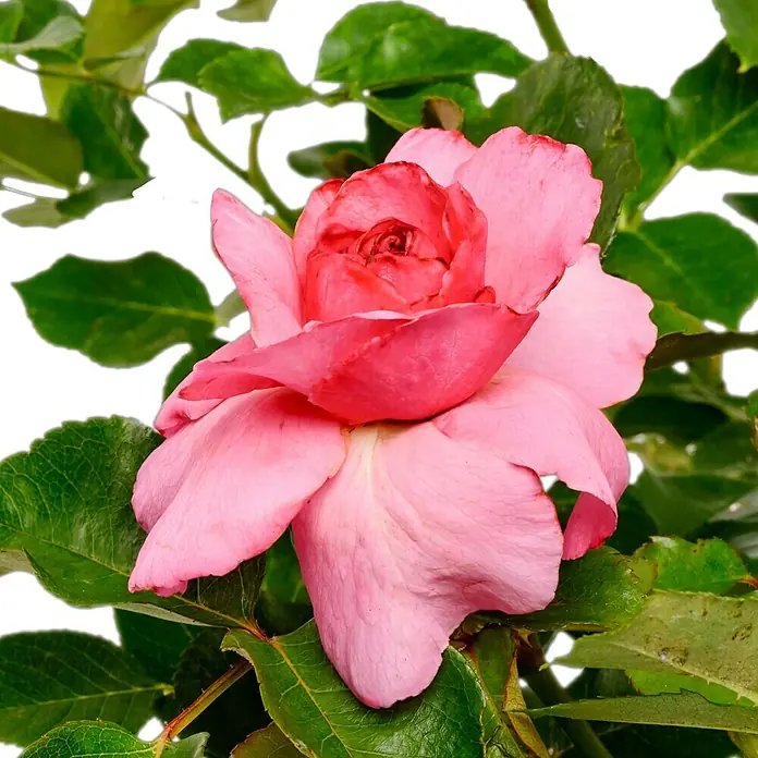 Strauchrose - Rosa 'Renée van Wegberg' -TM-, Topfvolumen: 4,5 l, Rosa - Nahaufnahme einer rosa Rose mit grünen Blättern im Hintergrund, die die zarte Schönheit der Blüte hervorhebt.