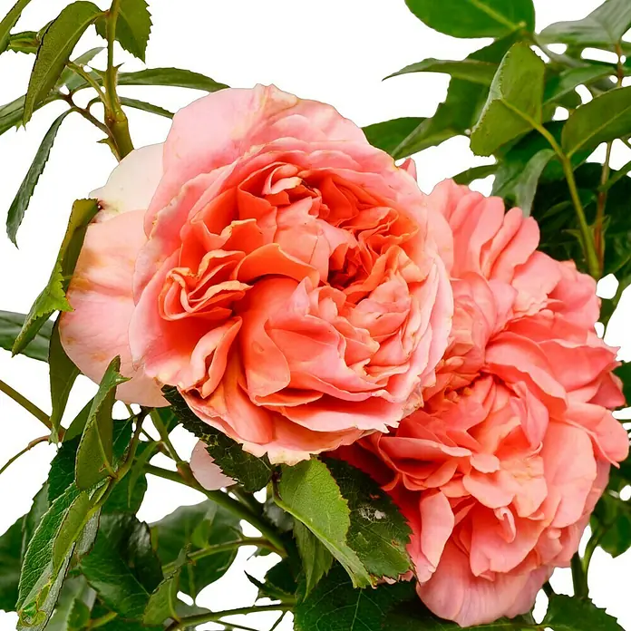 Edelrose - Rosa 'Chippendale' ®, Dunkelorange - Nahaufnahme von zwei prächtigen, lachsfarbenen Rosenblüten, umgeben von grünen Blättern, die ihre Schönheit unterstreichen.