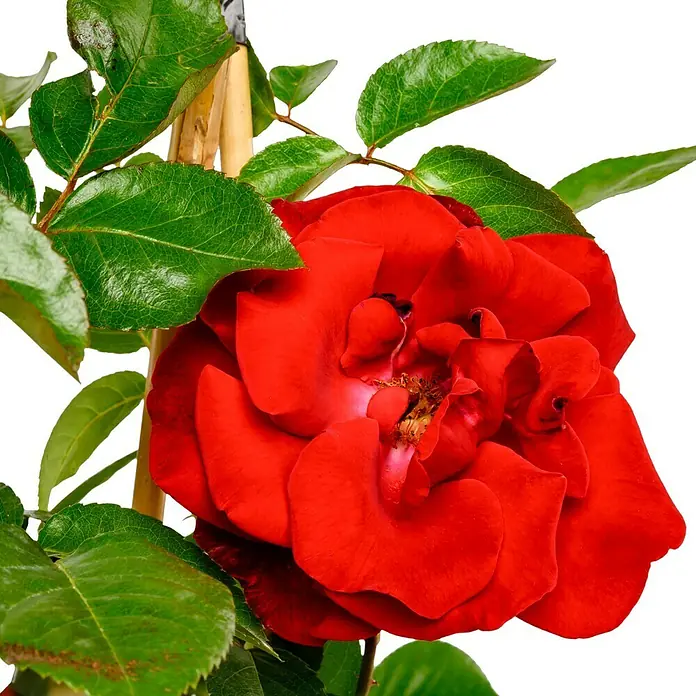 Kletterrose - Rosa 'Santana' -R-, Rot - Nahaufnahme einer blühenden, roten Rose mit grünen Blättern und einem Bambusstab im Hintergrund.