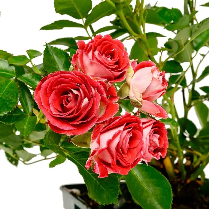 Beetrose - Rosa 'Schöne Koblenzerin' ®, Rot/Cremeweiß - Nahaufnahme von roten und weißen Rosenblüten in einem Topf, umgeben von grünen Blättern.