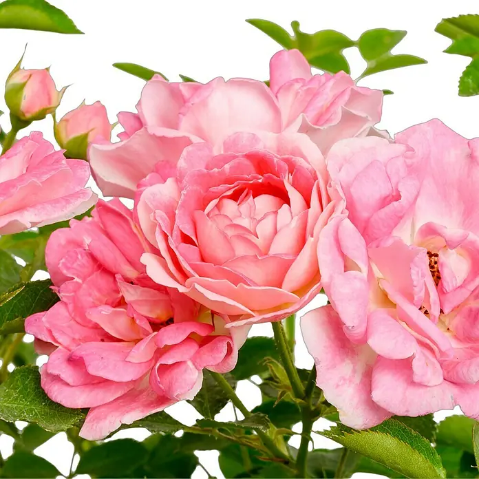 Minirose - Rosa 'Flirt 2011' ® ADR, Hellrosa - Nahaufnahme von rosa Rosenblüten mit grünen Blättern, die die zarte Schönheit und Frische der Blumen hervorhebt.
