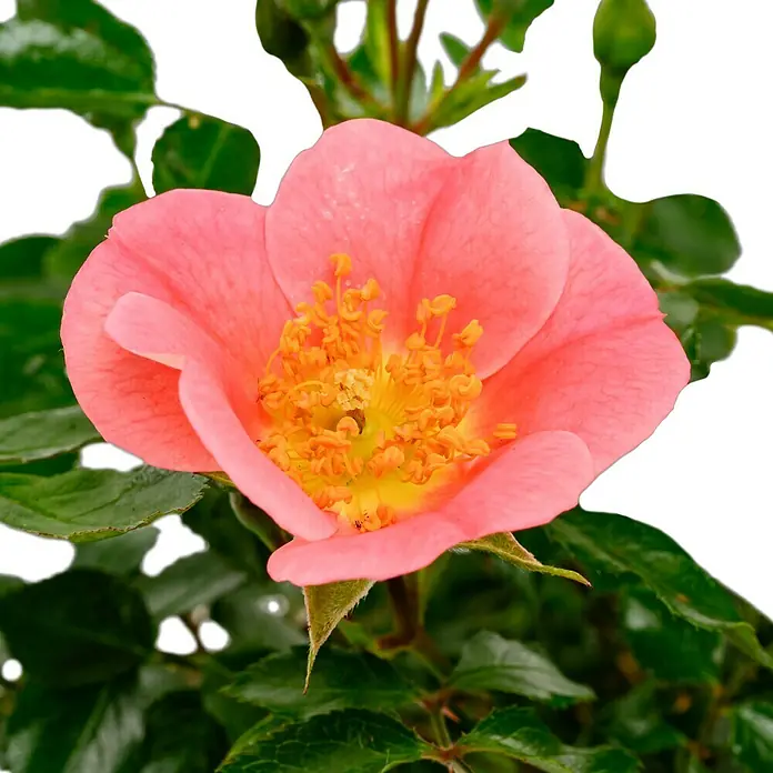 Bodendeckerrose - Rosa 'Topolina' -R- ADR, Topfvolumen: 4,5 l, Rosa - Nahaufnahme einer leuchtend rosafarbenen Rose mit gelben Staubgefäßen, umgeben von grünen Blättern. Ein Gartenjuwel in voller Blüte.