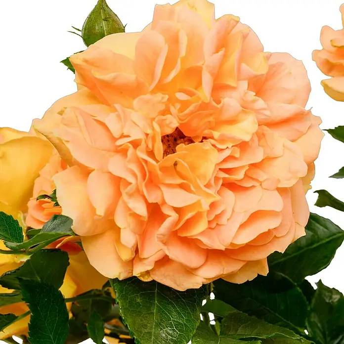 Beetrose - Rosa 'Goldelse' ®, Dunkelorange - Nahaufnahme einer üppigen, pfirsichfarbenen Rose mit zahlreichen Blütenblättern und grünen Blättern vor einem schwarzen Hintergrund.