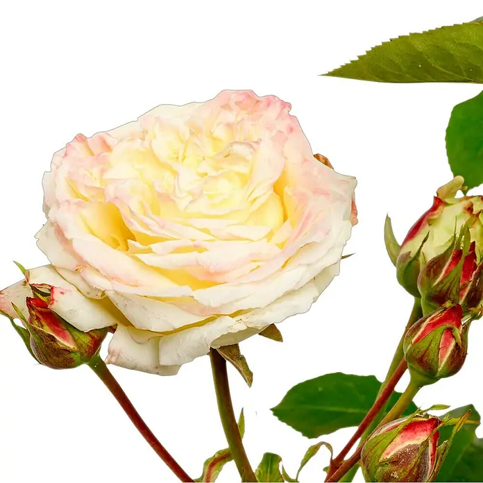Edelrose - Rosa 'Athena' ®, Weiß/Hellrosa - Nahaufnahme einer zarten Rose mit cremefarbenen Blütenblättern und rosa Akzenten, umgeben von grünen Blättern und Knospen.