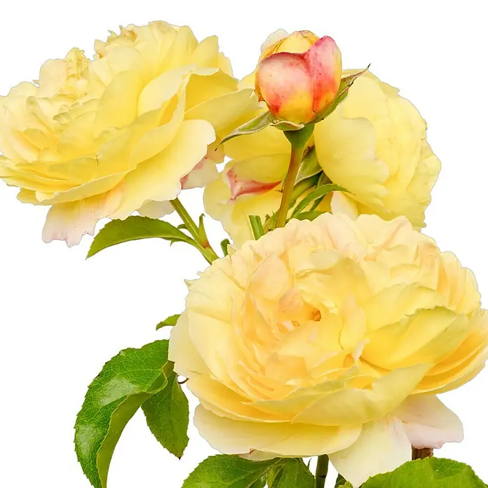 Strauchrose - Rosa 'Chateau de Cheverny' ADR, Topfvolumen: 6,5 l, Gelb - Gelbe Rosenblüten in voller Pracht mit sanften Farbverläufen. Die Blütenblätter sind dicht und strahlen eine warme, einladende Atmosphäre aus.