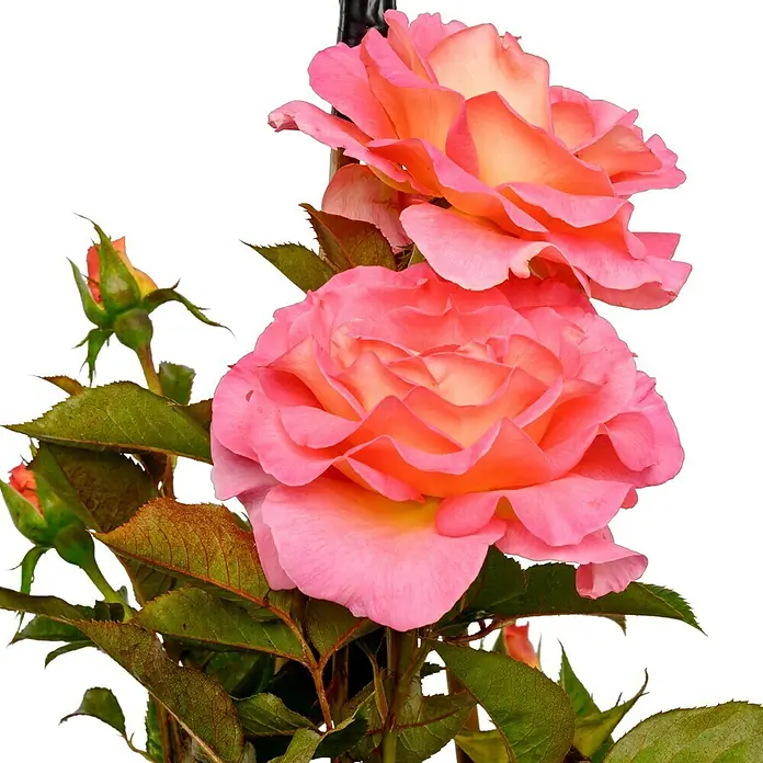 Edelrose - Rosa 'Pink Paradise' ® ADR, Pink/Orange/Gelb - Nahaufnahme von zwei prächtigen, zweifarbigen Rosenblüten in Pink und Apricot, umgeben von grünen Blättern und Knospen vor schwarzem Hintergrund.