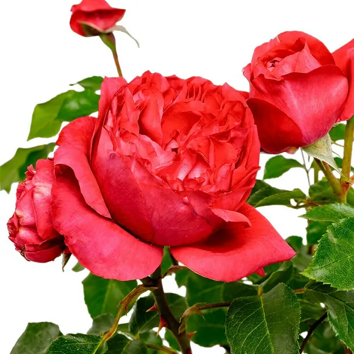 Strauchrose - Rosa 'Elbjuwel' -R-, Topfvolumen: 5,5 l, Rot - Nahaufnahme von drei roten Rosenblüten mit grünen Blättern vor einem schwarzen Hintergrund.