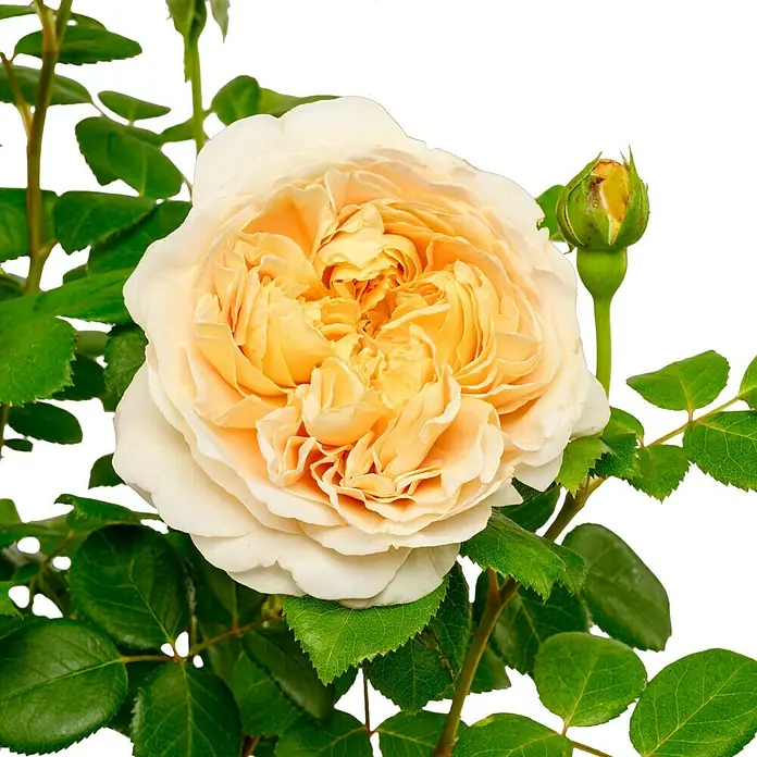 Strauchrose - Rosa 'Charles Darwin', Topfvolumen: 5,5 l, Apricot - Nahaufnahme einer bezaubernden, cremefarbenen Rose mit einem Hauch von Gelb, die ihre zarten Blütenblätter und ihre natürliche Schönheit zeigt.