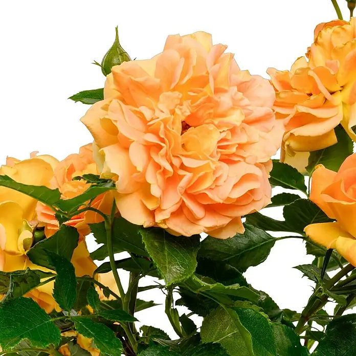 Beetrose - Rosa 'Goldelse' ®, Dunkelorange - Nahaufnahme einer Gruppe von gelben Rosen mit üppigen Blütenblättern und grünen Blättern vor einem schwarzen Hintergrund.