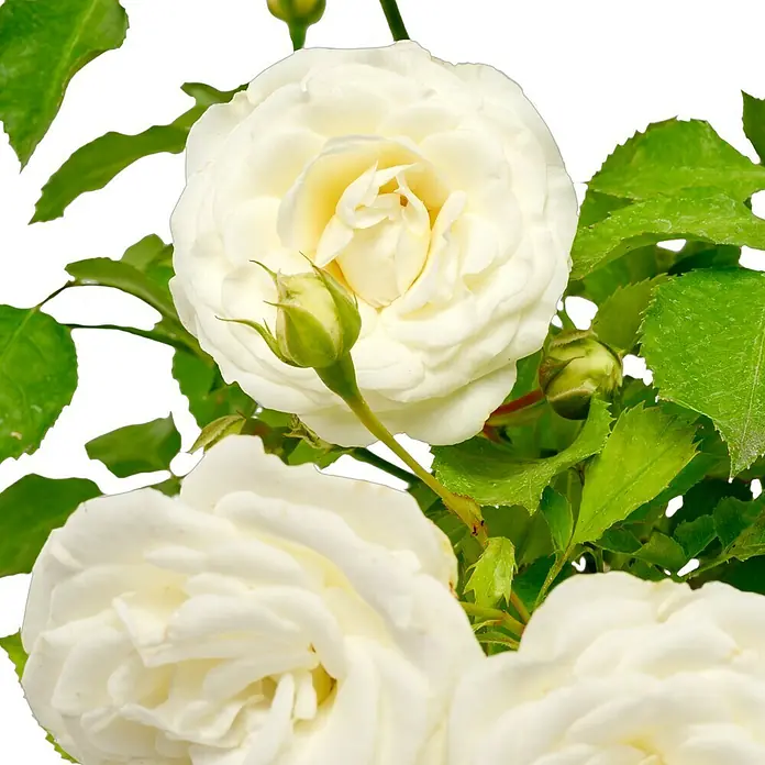 Minirose - Rosa 'Schneeküsschen 2016' ® - Nahaufnahme von weißen Rosenblüten mit grünen Blättern. Die Blütenblätter sind weich und elegant, ein Symbol für Reinheit und Schönheit.