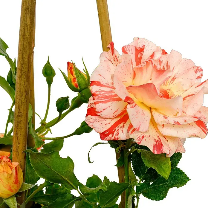 Beetrose - Rosa 'Alfred Sisley' ®, Rosa/Orangene gestreift - Detailaufnahme einer gestreiften Rose mit gelben und roten Farbtönen, die an einem Bambusstab befestigt ist. Blühende Schönheit im Garten.
