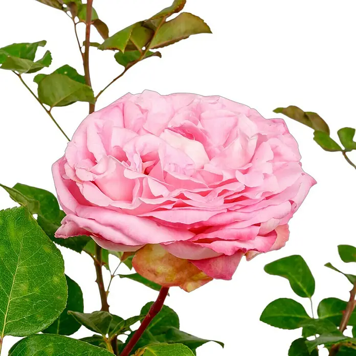 Edelrose - Rosa 'Beverly' ®, Zartrosa - Nahaufnahme einer einzelnen, eleganten rosa Rose vor einem dunklen Hintergrund, die ihre zarten Blütenblätter und ihre natürliche Schönheit hervorhebt.