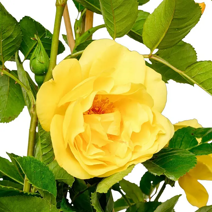 Kletterrose - Rosa 'Golden Gate' -R-, Goldgelb - Nahaufnahme einer strahlend gelben Rose in voller Blüte, umgeben von saftig grünen Blättern, die ihre Schönheit hervorheben.