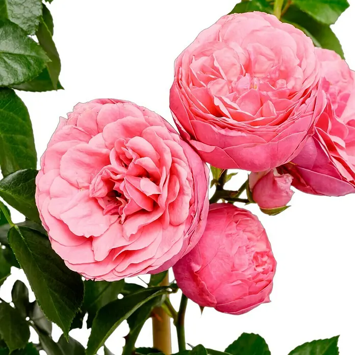 Beetrose - Rosa 'Pomponella' ® ADR, Dunkelrosa - Nahaufnahme von rosa Rosenblüten mit vollen Blütenblättern und grünen Blättern, die ihre Schönheit und ihren Charme zeigen.