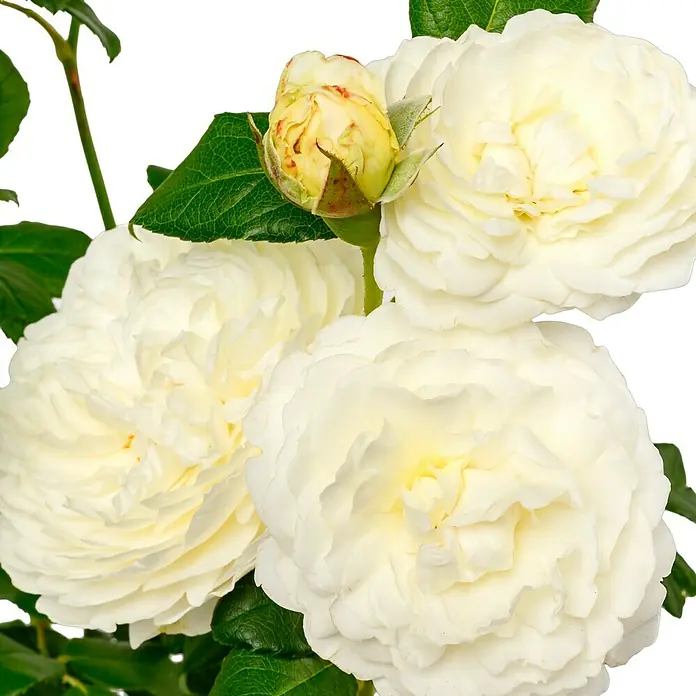 Strauchrose - Rosa 'Claire Austin' -R-, Topfvolumen: 5,5 l, Weiß - Nahaufnahme von drei weißen Rosenblüten und einer Knospe, die die zarte Schönheit und Reinheit der Blüten hervorhebt.