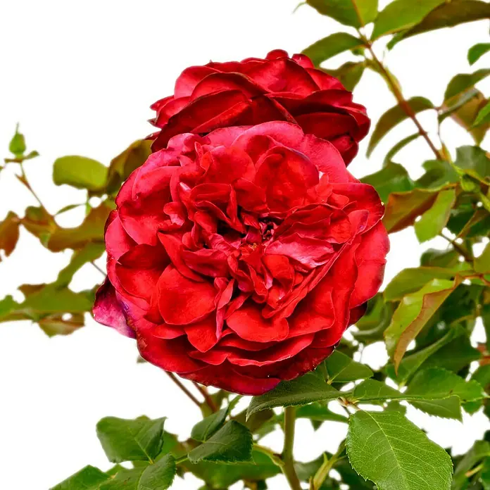 Beetrose - Rosa 'Rouge Meilove' ®, Dunkelblutrot - Nahaufnahme von zwei tiefroten Rosenblüten, umgeben von grünen Blättern, die die lebendige Farbe und die komplizierten Details der Blüten hervorheben.